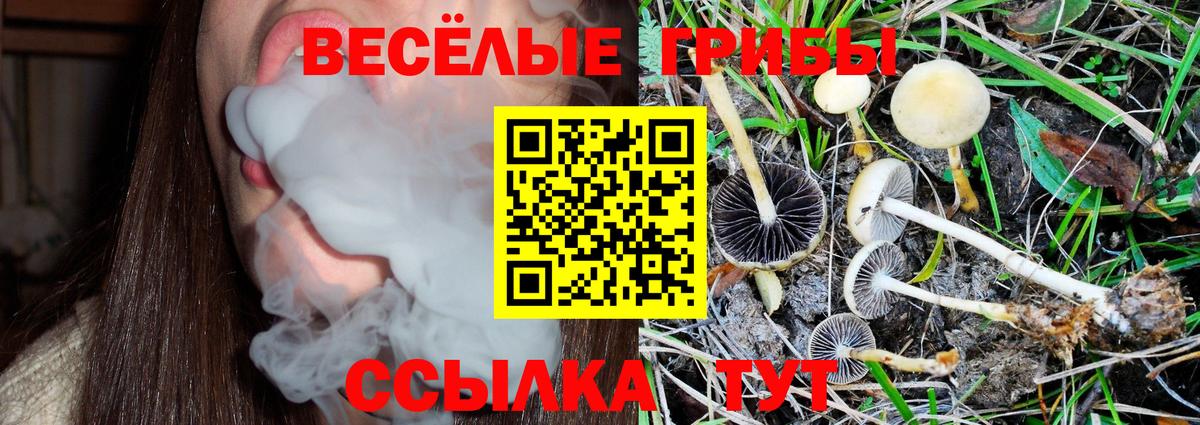 Псилоцибиновые грибы Psilocybe  Вход с VPN  Элиста 